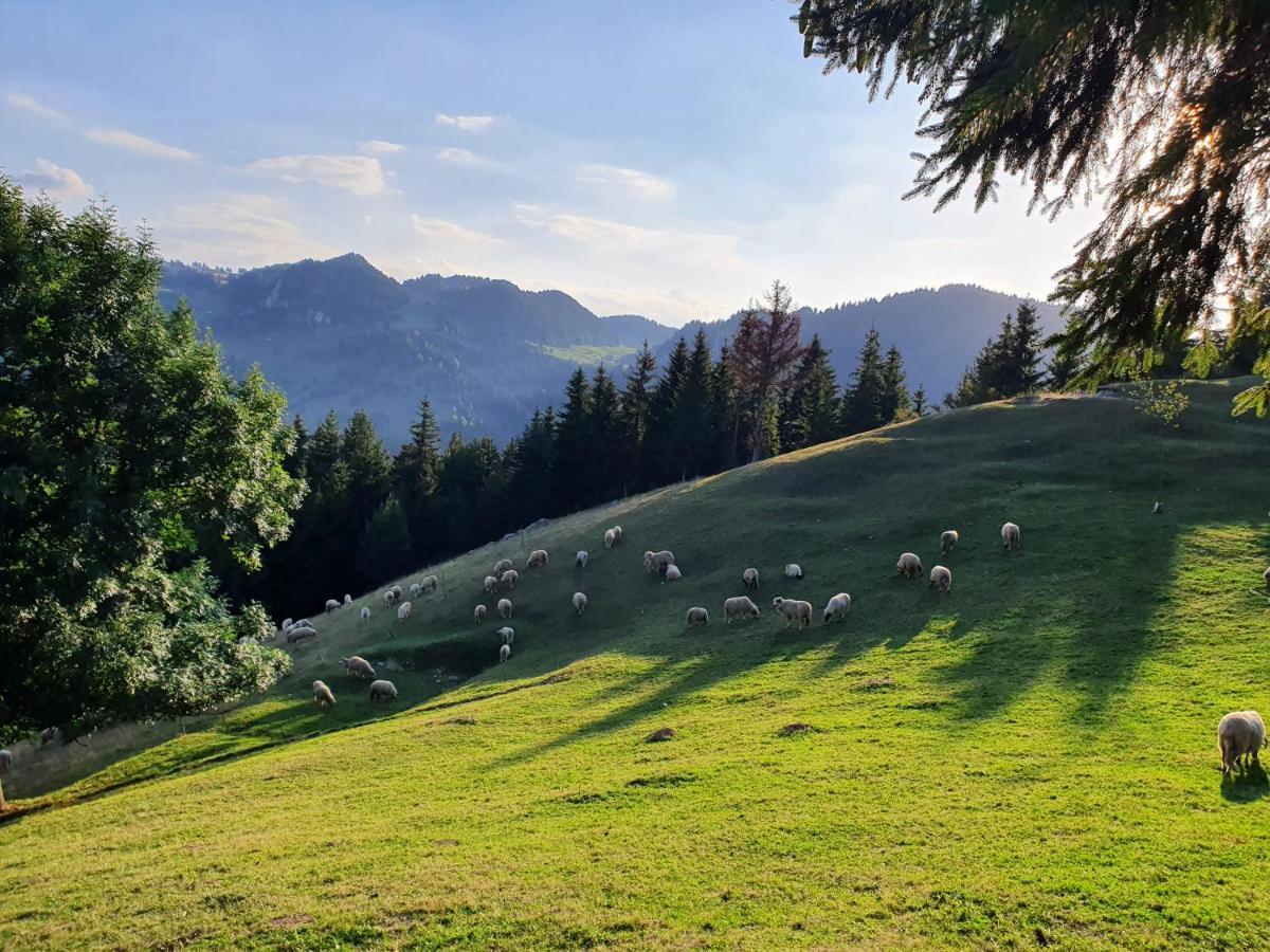 Hotel Alegria - Moieciu De Sus Moeciu De Sus Exteriér fotografie
